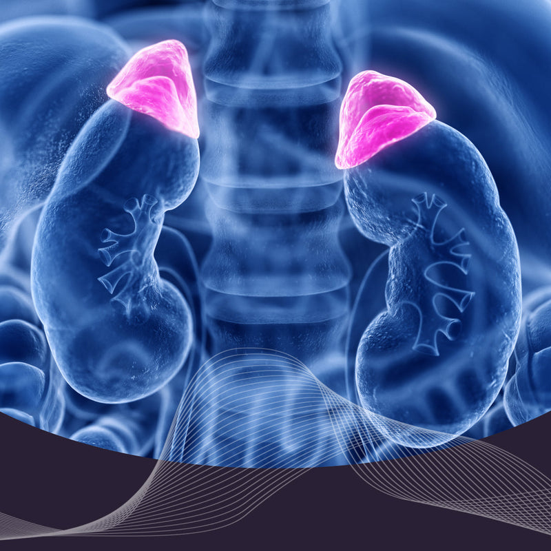 Medical illustration showing adrenal glands highlighted in pink above the kidneys to represent Cushing’s syndrome