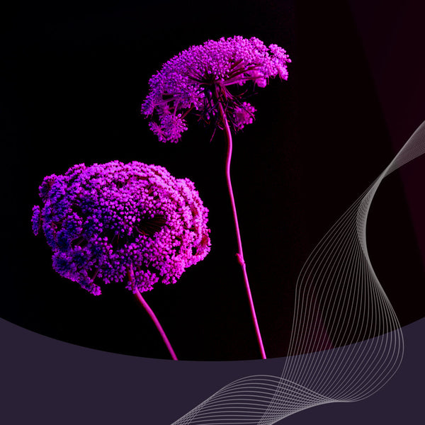 What are hormones and neurotransmitters, how they affect you