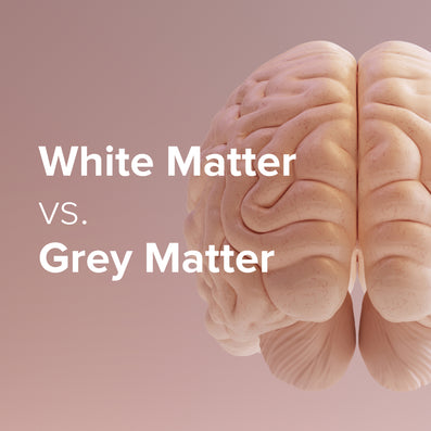 Unlocking Your Brain: White Matter VS Grey Matter